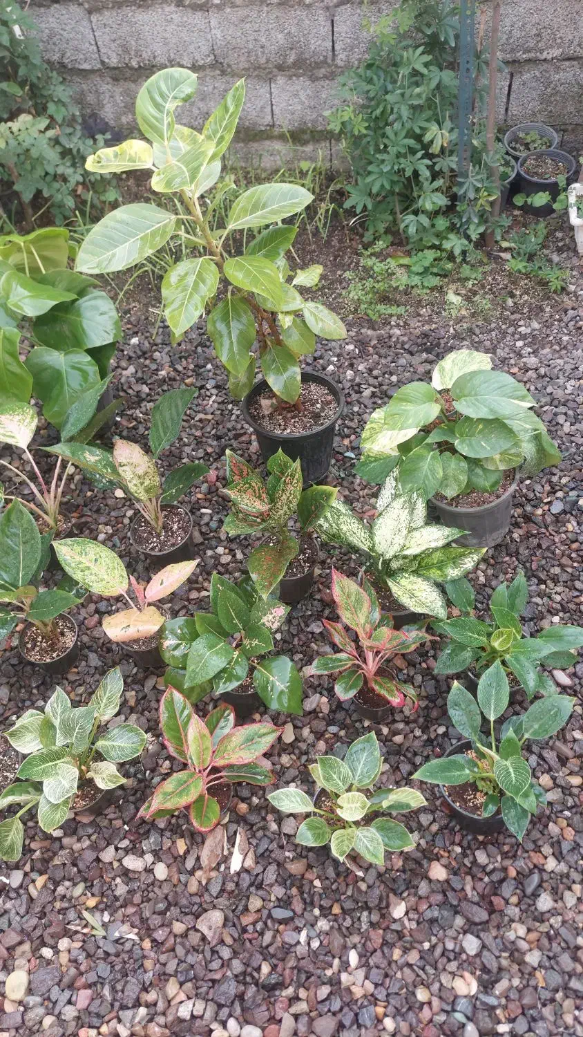 گل اگلونما|گل و گیاه طبیعی|رشت, کوی طالقانی|دیوار