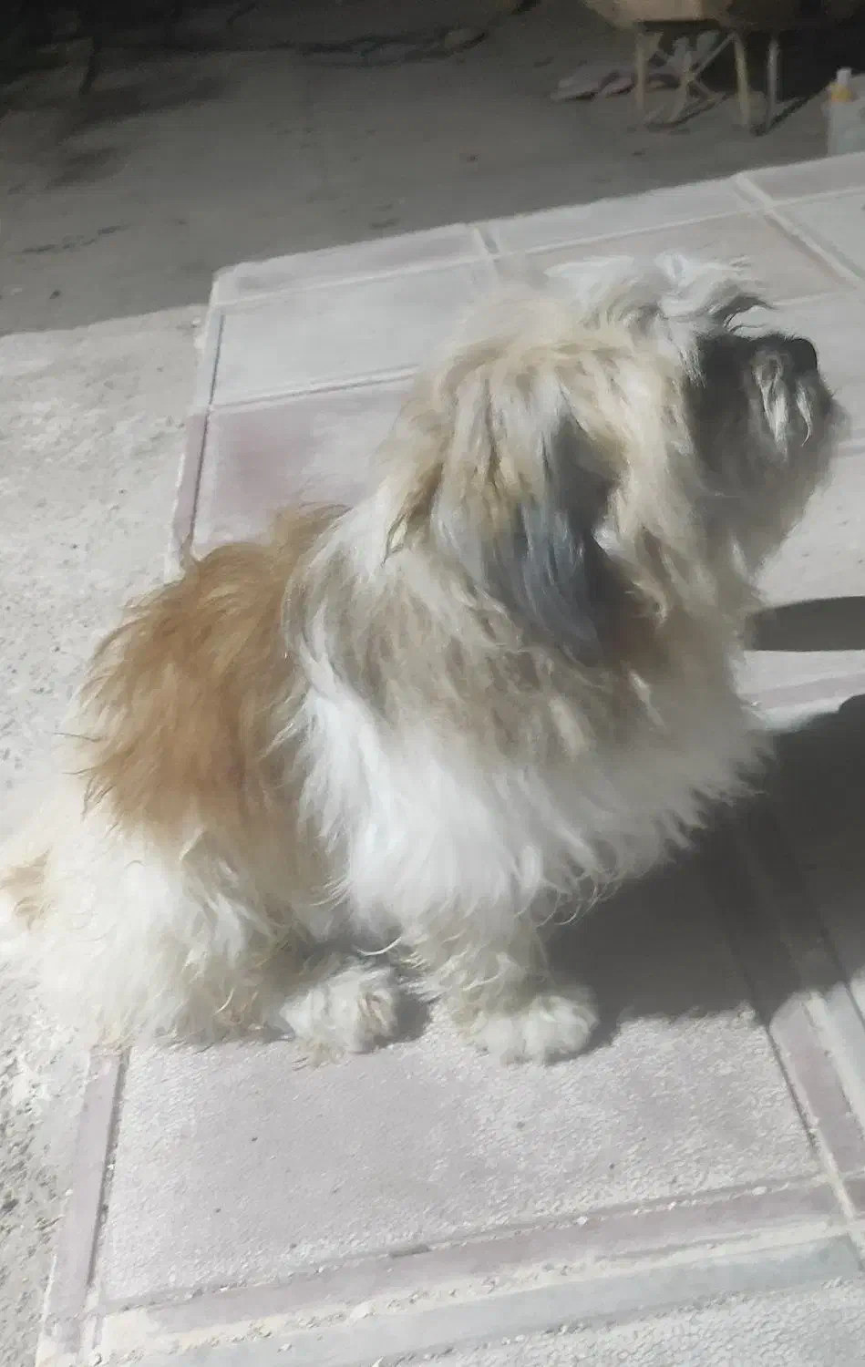 سگ شیتزو تریرـنریکساله|سگ|خرم‌آباد, |دیوار