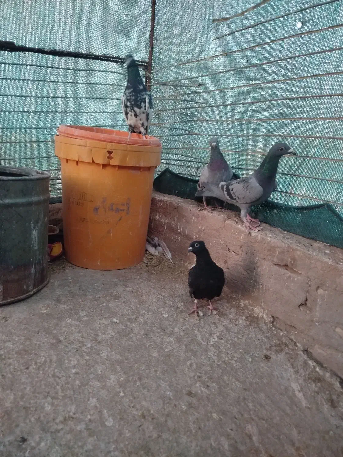 تعدادی کبوتر|پرنده|خوسف, |دیوار