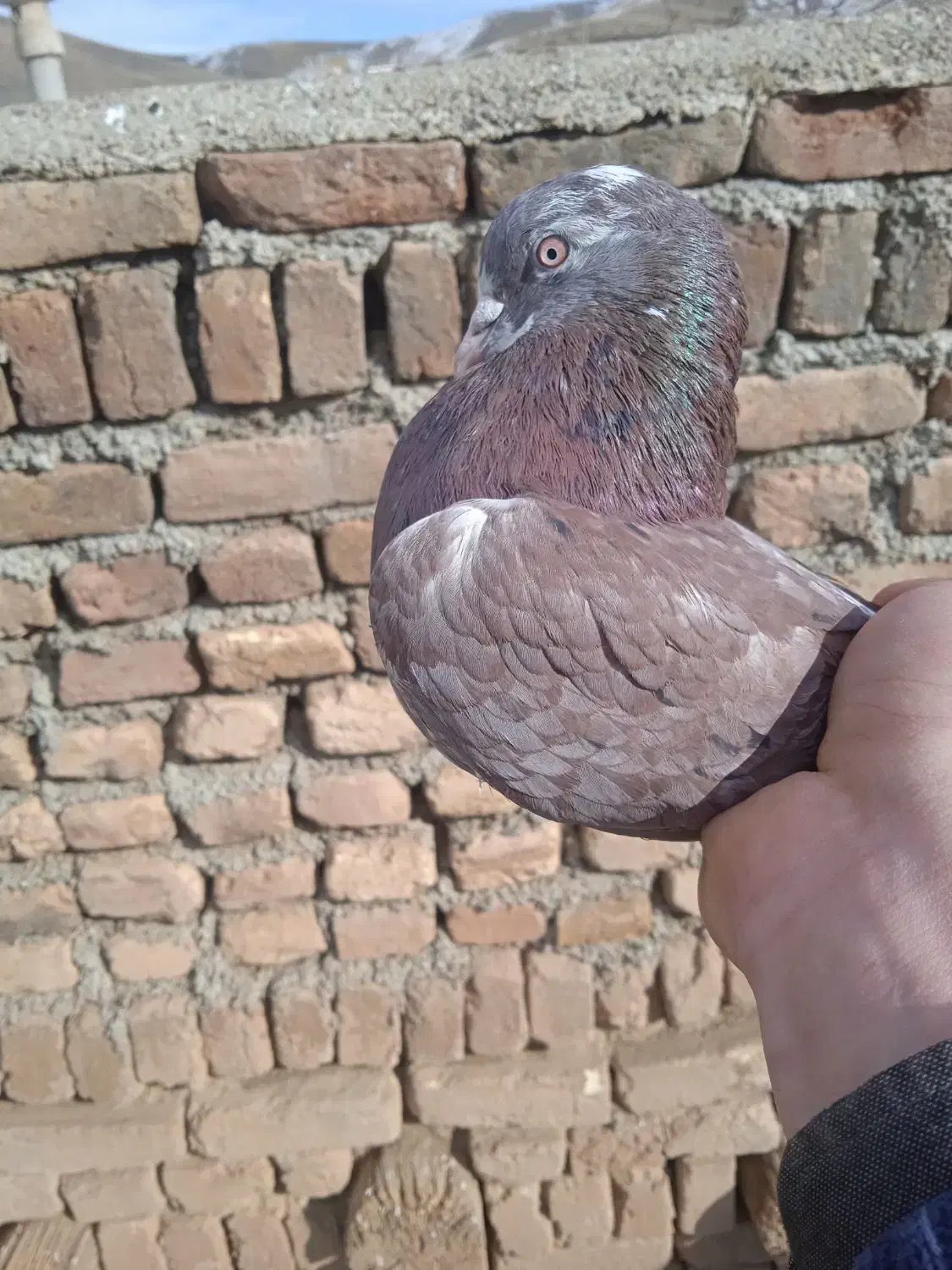 قدیمی|پرنده|آفتاب, |دیوار