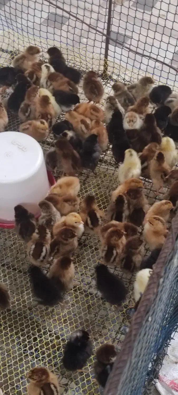 جوجه مرغ|حیوانات مزرعه|زرگرشهر, |دیوار