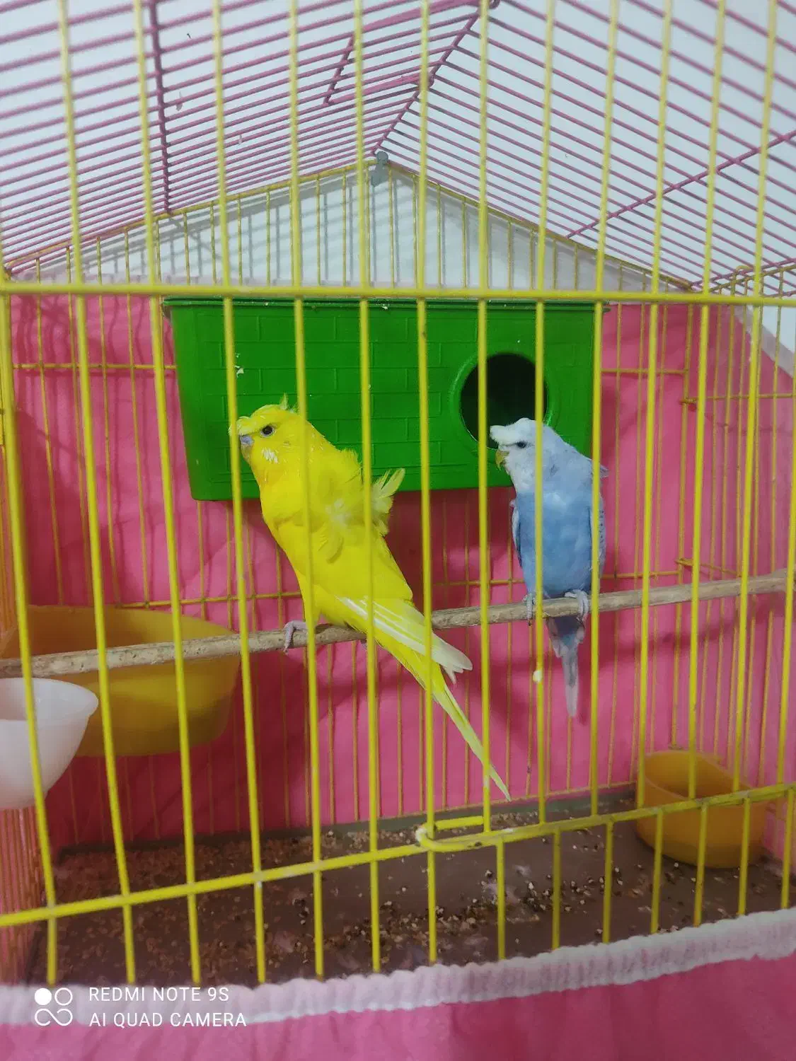 فروش جفت مرغ عشق پروانه‌ای|پرنده|نرماشیر, |دیوار