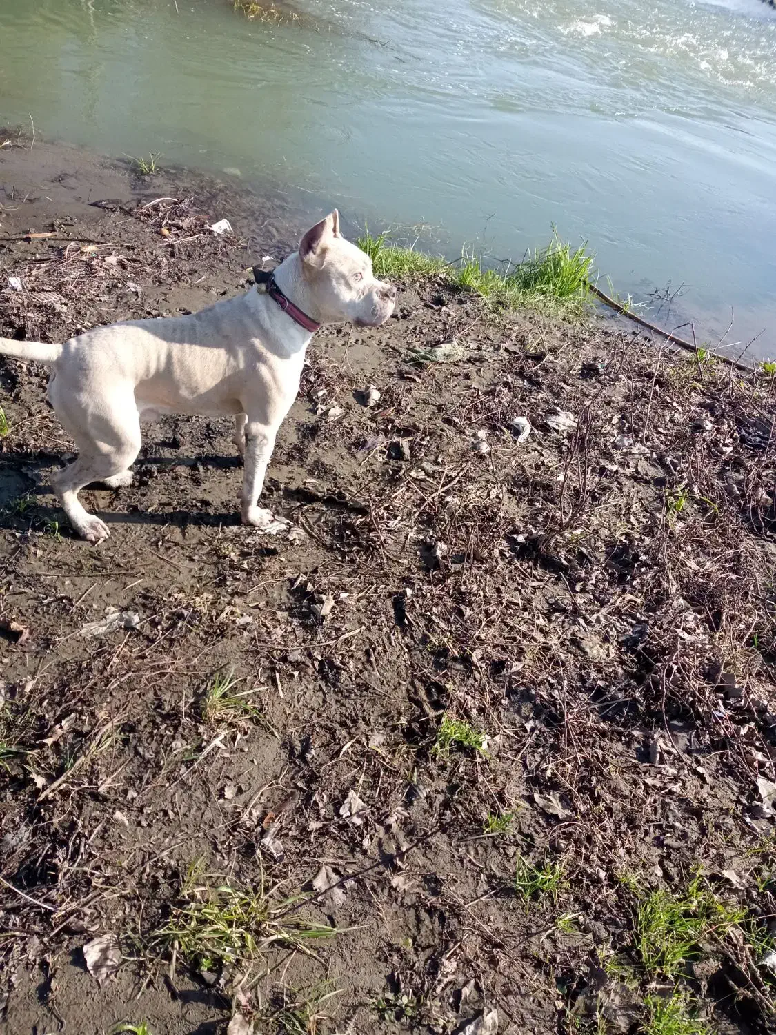 سگ پیت بول|سگ|لاهیجان, کوی خزر|دیوار