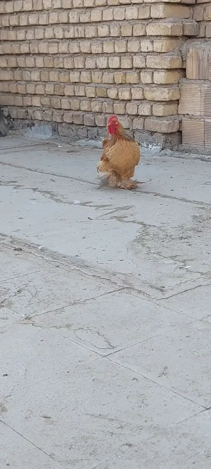 خروس کوشین طلایی|حیوانات مزرعه|خمینی‌شهر, |دیوار