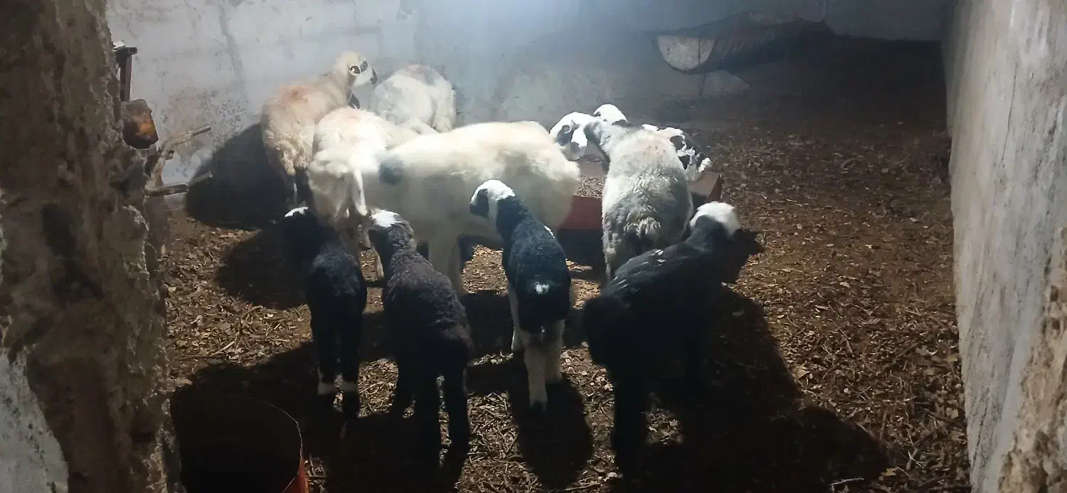 میش بره فروشی|حیوانات مزرعه|مهریز, |دیوار