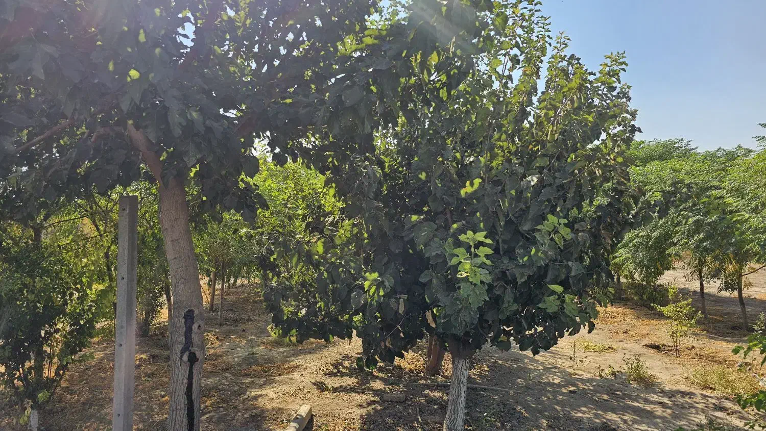 زمین باغی|فروش زمین و ملک کلنگی|باقرشهر, |دیوار