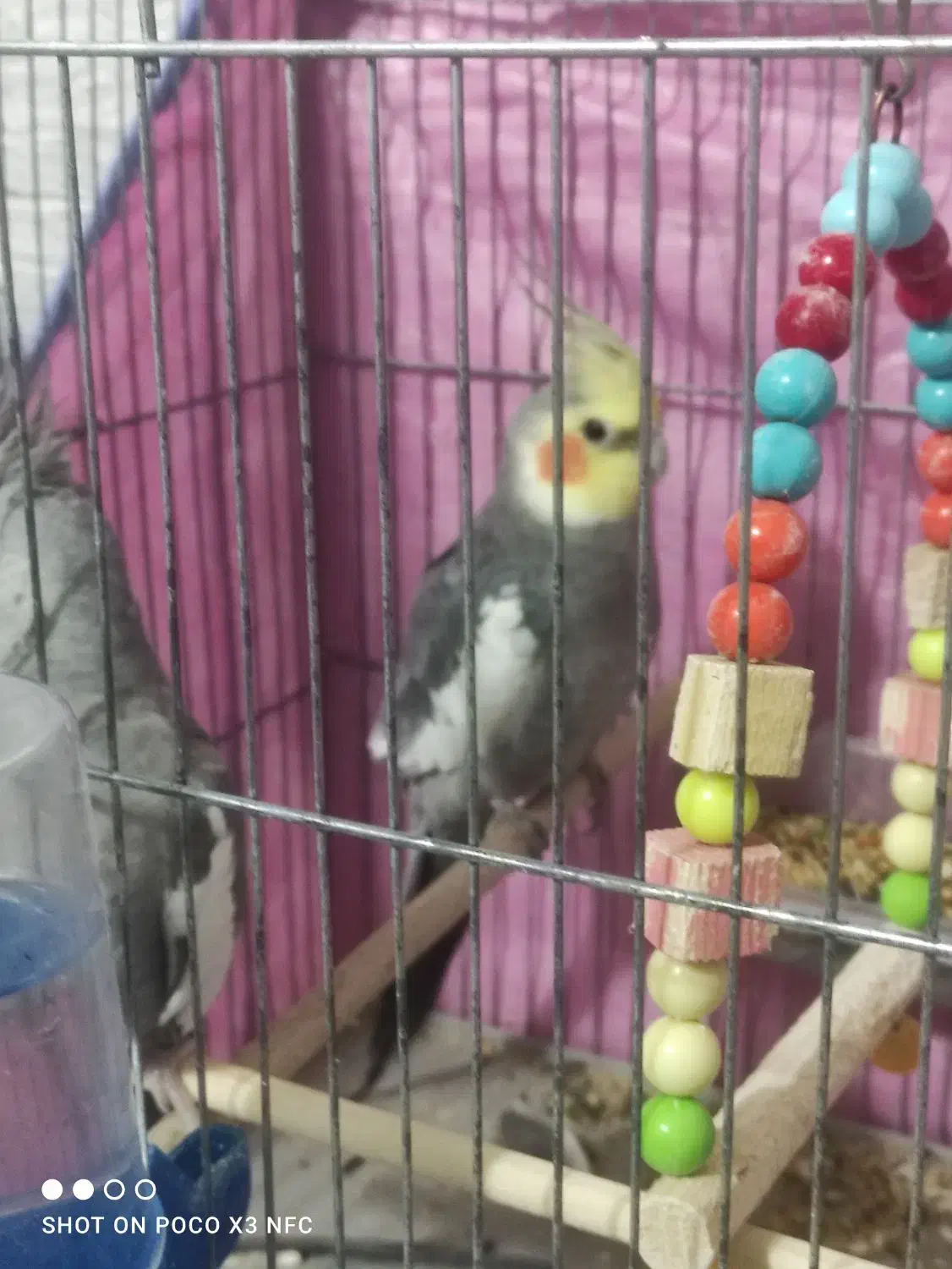 یک جفت عروس هلندی|پرنده|سیرجان, |دیوار