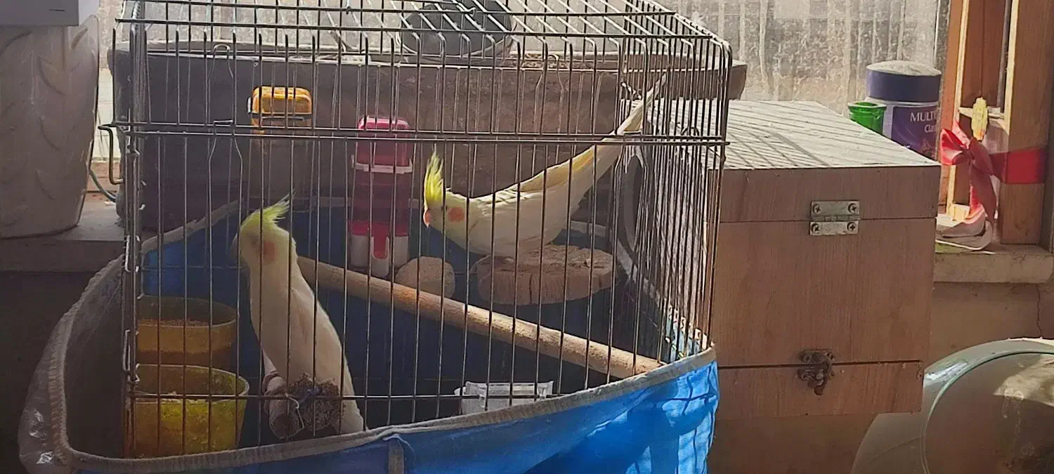 عروس هلندی مولد با تخم و جوجه|پرنده|تهران, علم و صنعت|دیوار