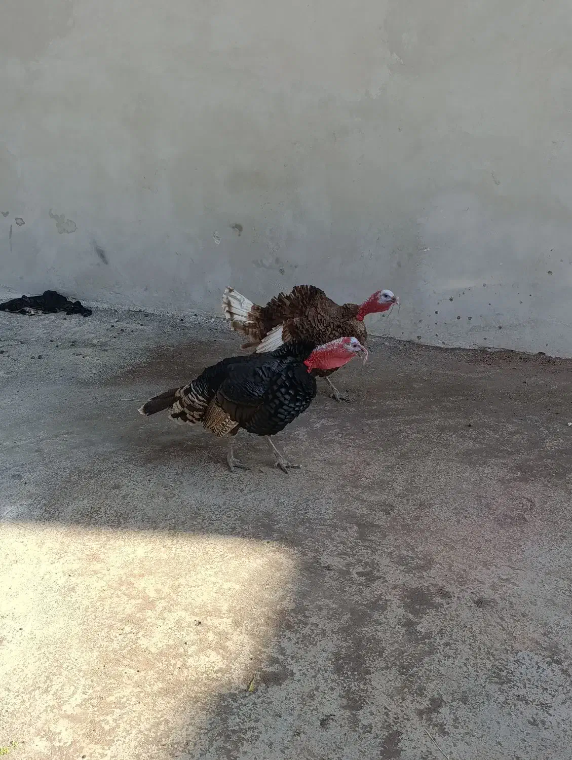 فروش دو عدد بوقله مون نر|حیوانات مزرعه|زیویه, |دیوار