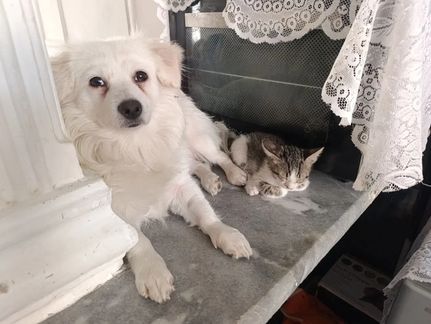 حیوانات خانگی زیبا(مراقبت نگهداری)|سگ|سبزوار, سیادتی|دیوار