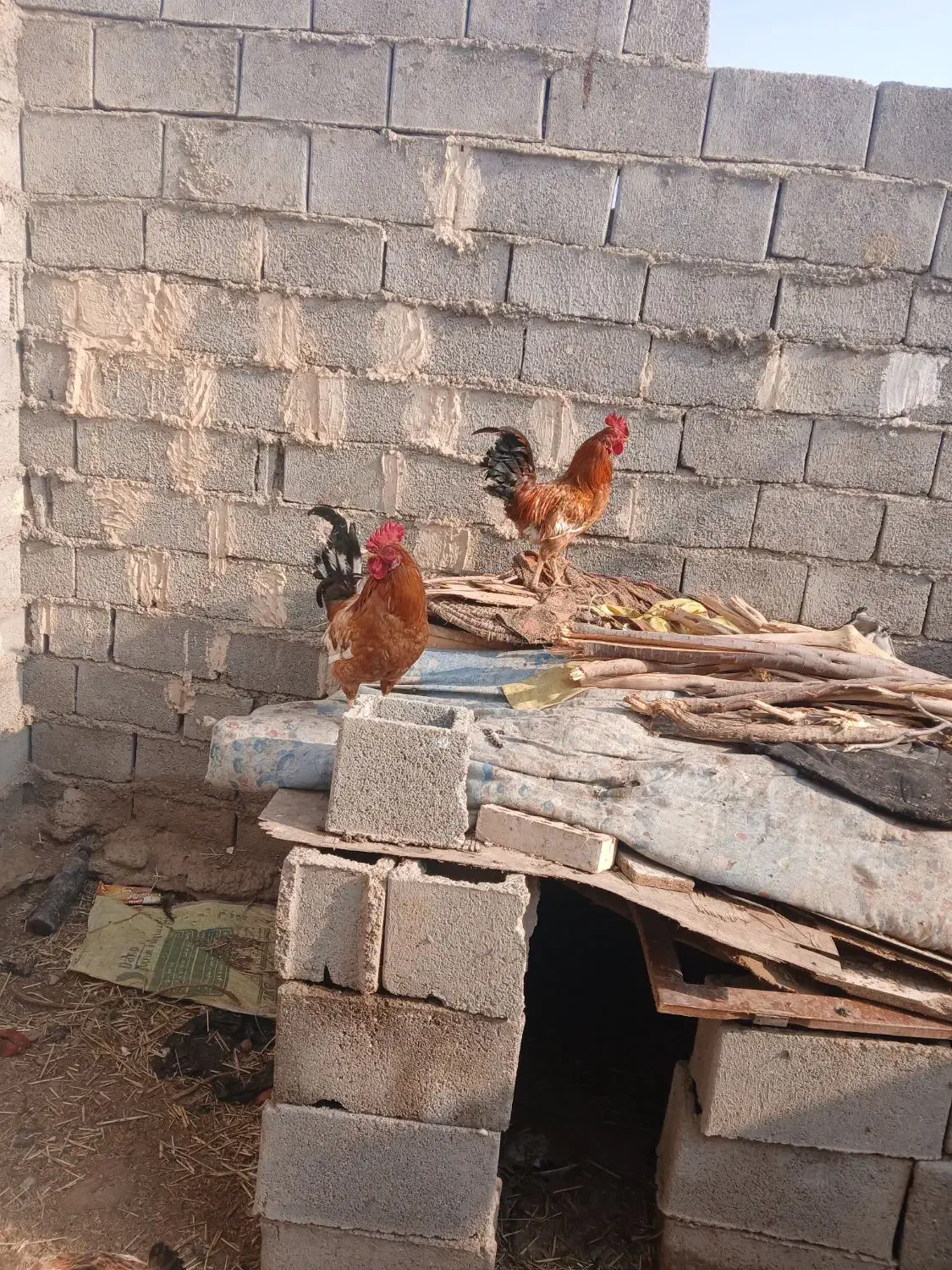 خروس خوش هیکل|حیوانات مزرعه|سوسنگرد, |دیوار