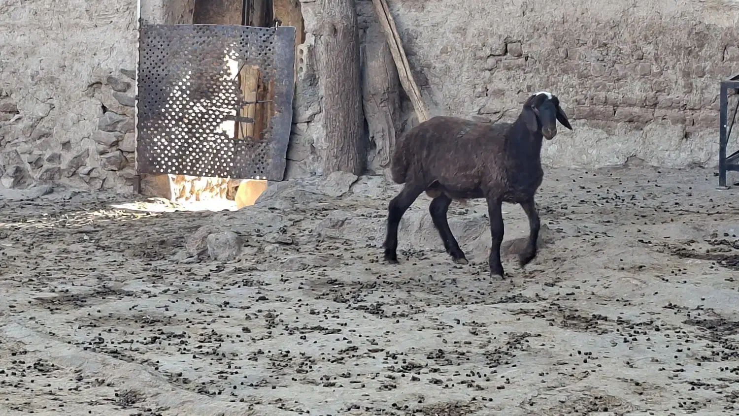 بره نر همو ۴۳ کیلو|حیوانات مزرعه|سرولایت, |دیوار