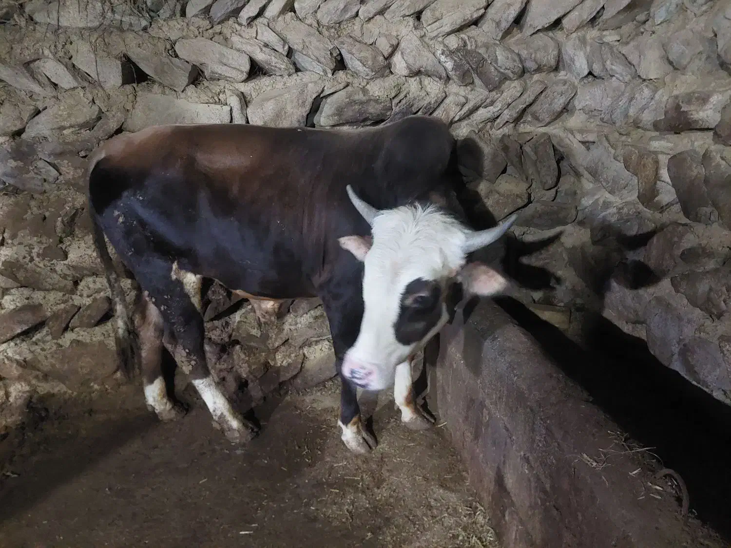 گوساله نر نافدار|حیوانات مزرعه|کجور, |دیوار