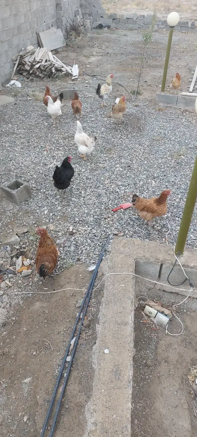 مرغ و خروس محلی|حیوانات مزرعه|صوفیان, |دیوار