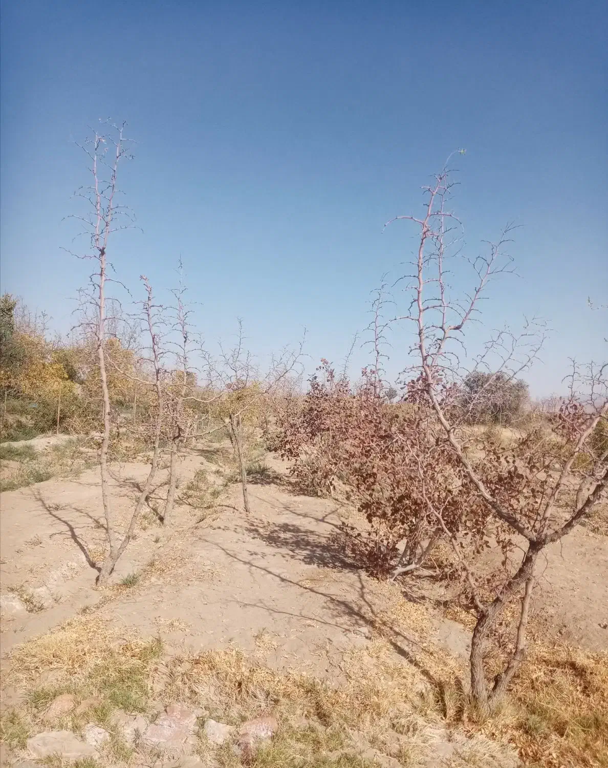 فروش زمین کشاورزی از چاه سنگ نوشته کلاته ملک|فروش زمین و ملک کلنگی|خوسف, |دیوار