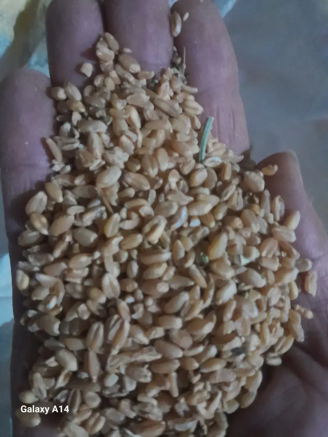 گندم ابی|لوازم جانبی حیوانات|انزل, |دیوار