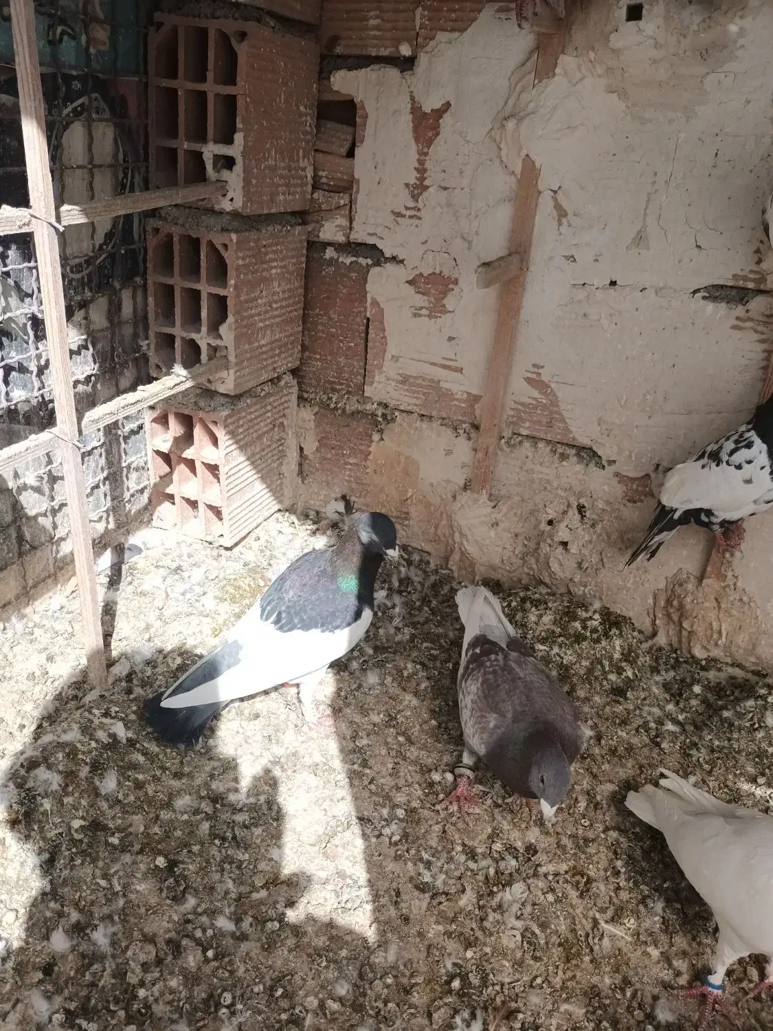 کبوتر|حیوانات|بجنورد, |دیوار