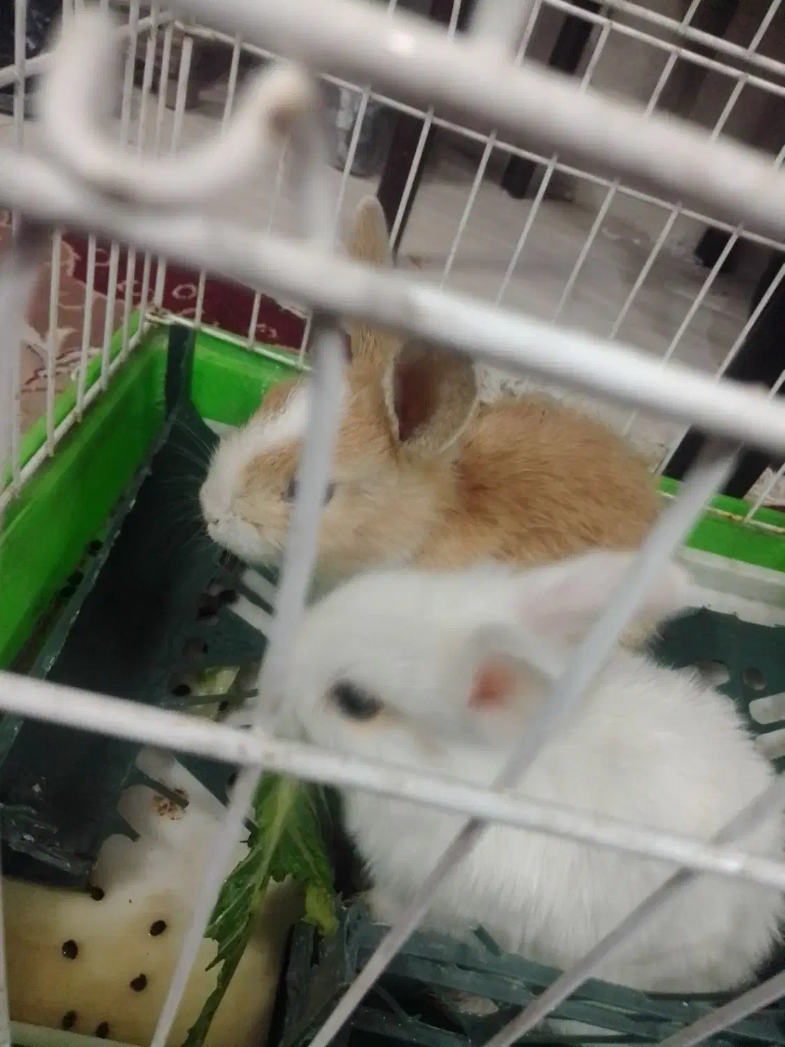 خرگوش تازه علف خوار شده از شیر مادر تغذیه شده|موش و خرگوش|مشهد, انقلاب|دیوار