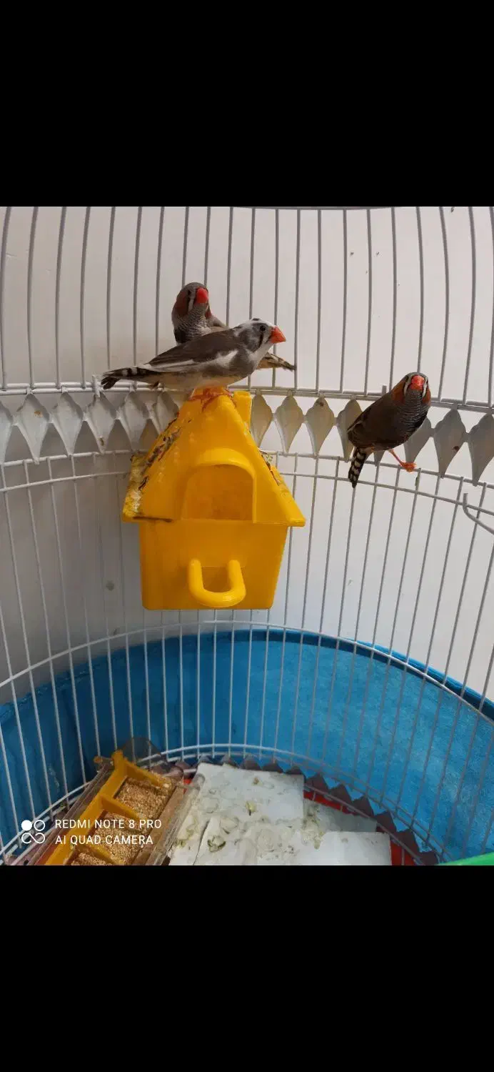 فنج مولد معاوضه|پرنده|تبریز, |دیوار