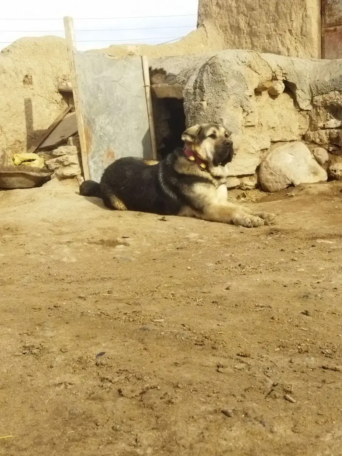 سگعراقی|سگ|باسمنج, |دیوار