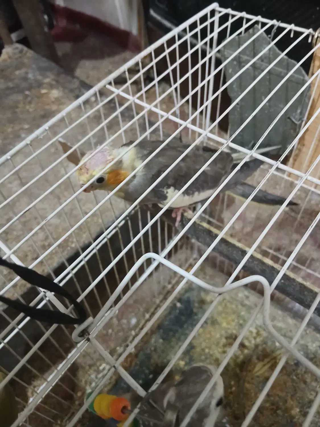 طوطی گرینچینگ و عروس هلندی|پرنده|بیرجند, |دیوار