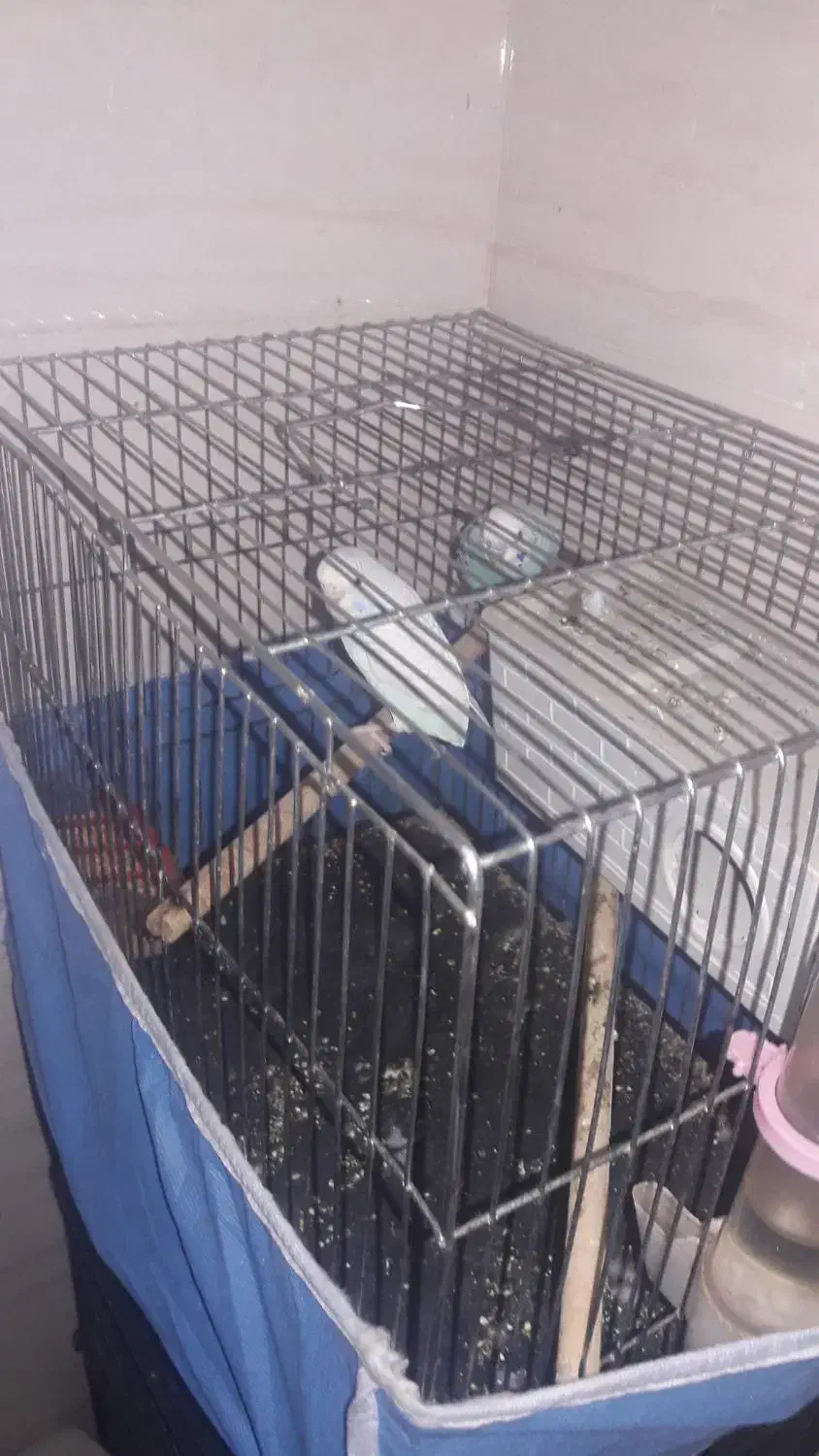 مرغ عشق خوشکل|پرنده|شوشتر, |دیوار