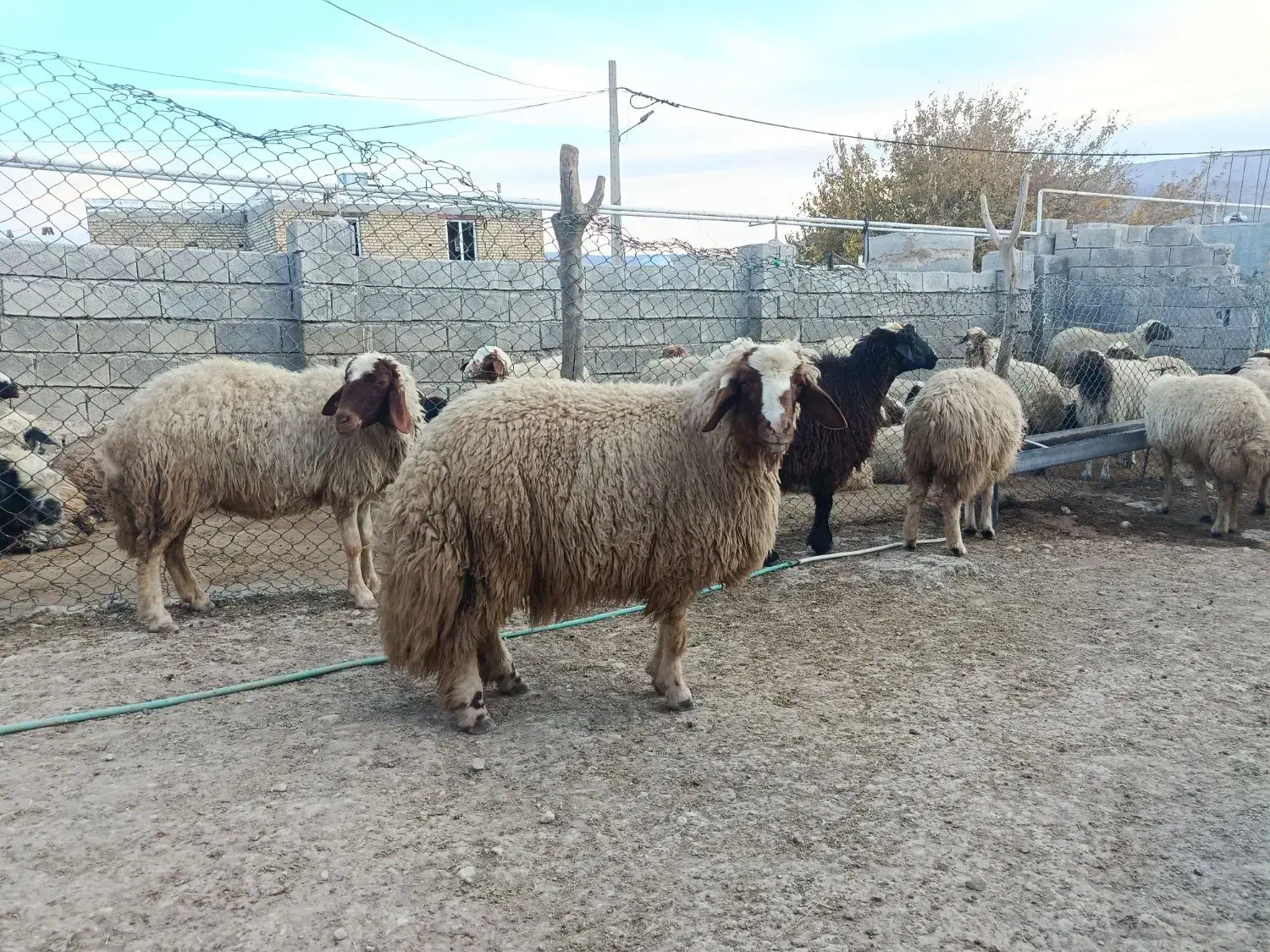 گوسفند|حیوانات مزرعه|ماهیدشت, |دیوار