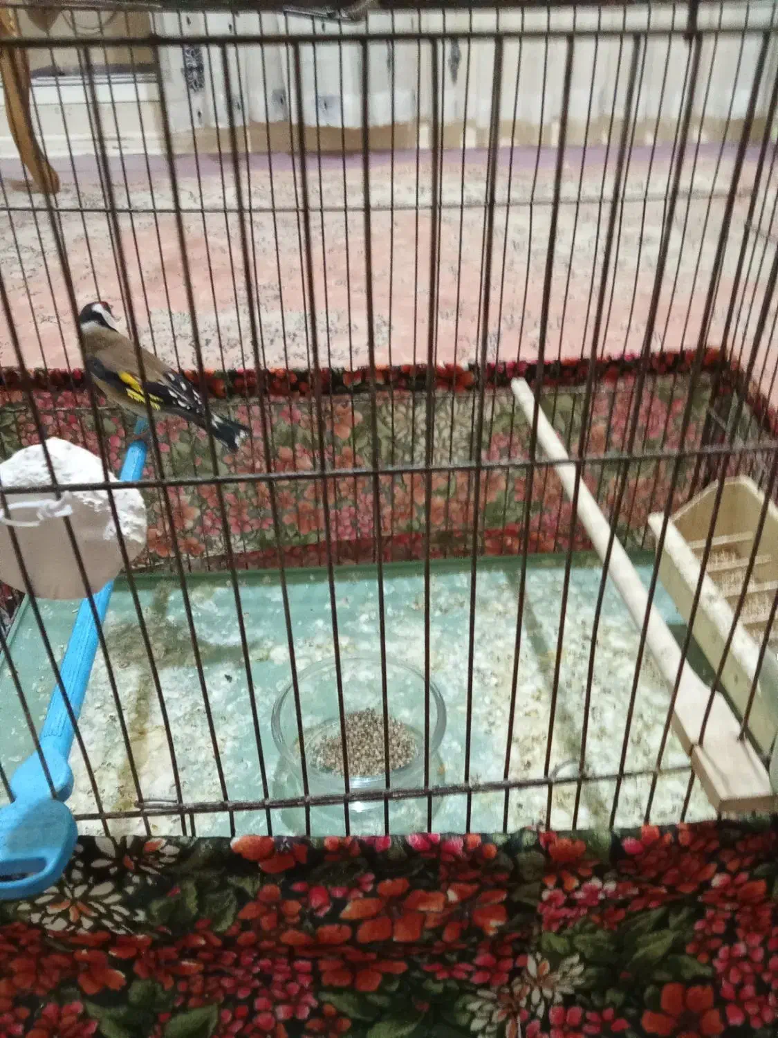 سهره نر و ماده فروشی|پرنده|سهند, |دیوار