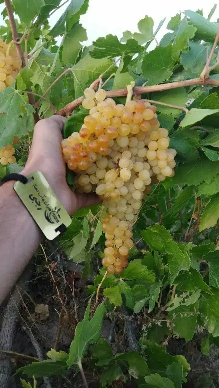 پیش فروش نهال انگور سفیدبیدانه|خدمات باغبانی و درختکاری|چنگ الماسی, |دیوار