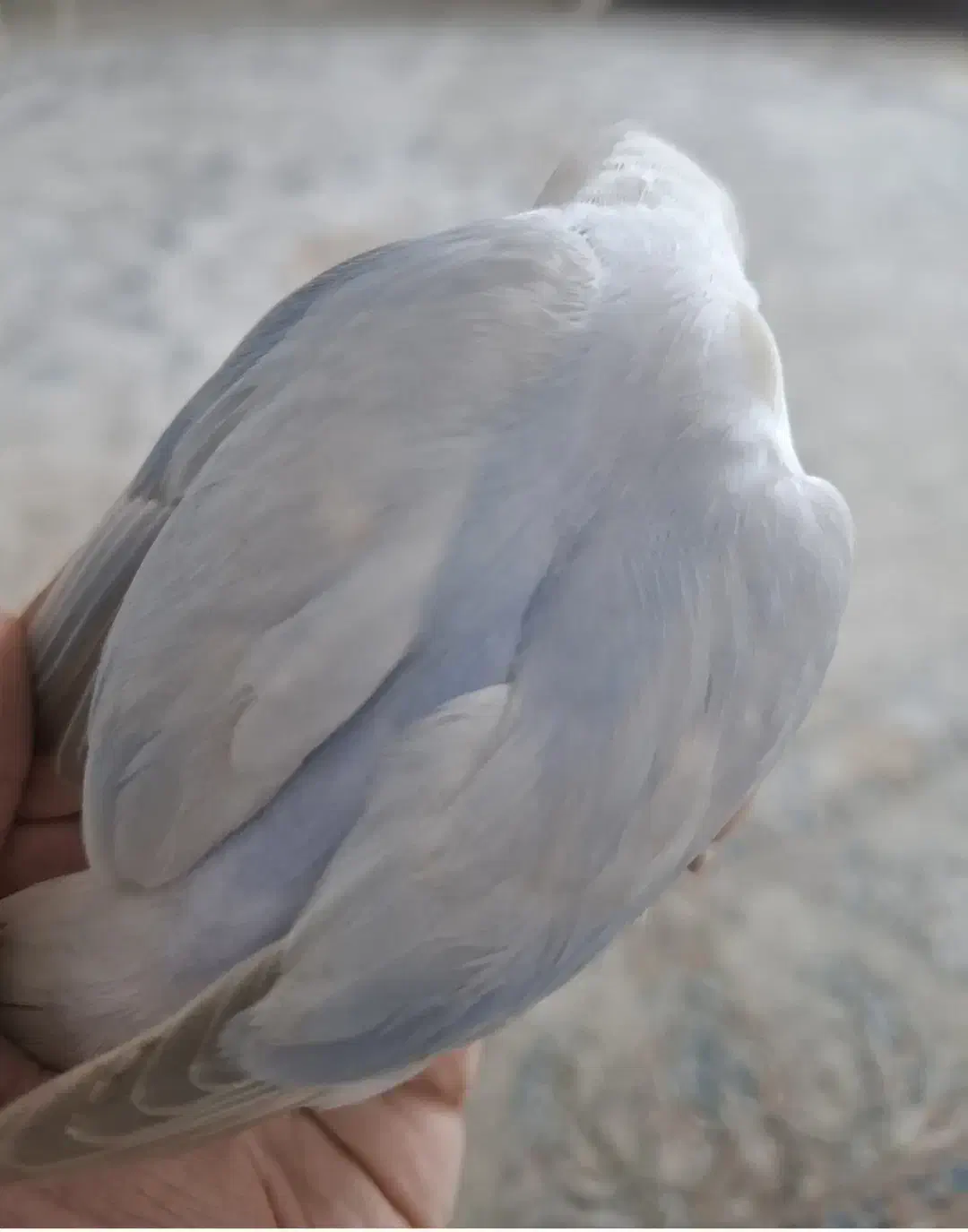 برزیلی|پرنده|تهران, شهرک استقلال|دیوار