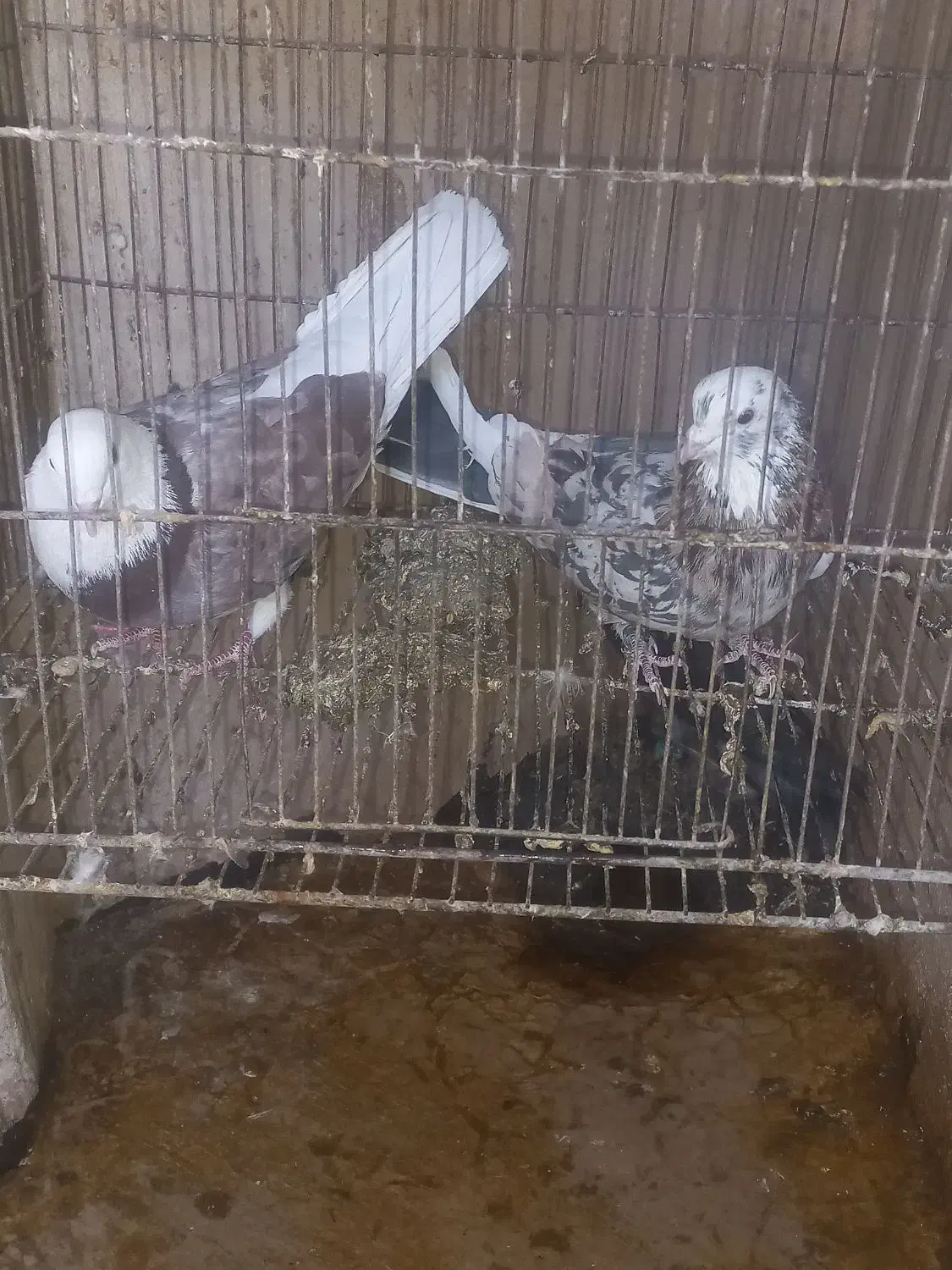 کبوترپرشی|پرنده|قم, شهرک امام حسین|دیوار