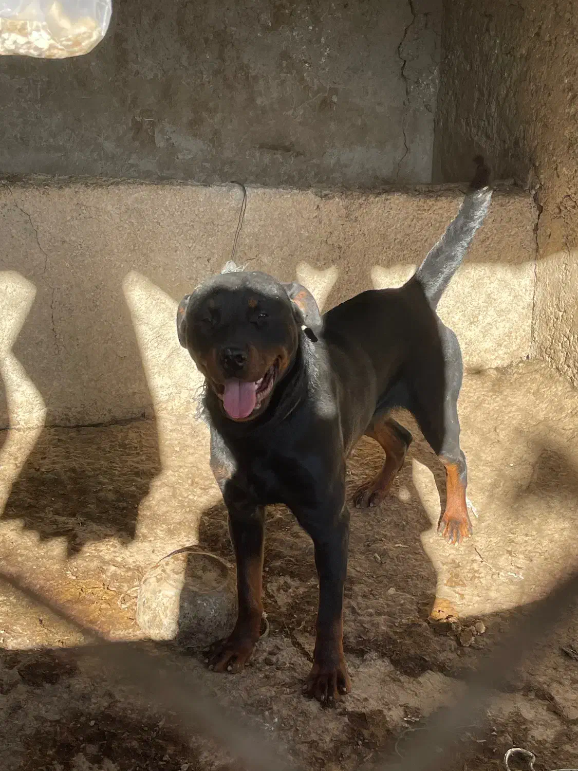 رود جفت نر و ماده|سگ|بهشهر, |دیوار