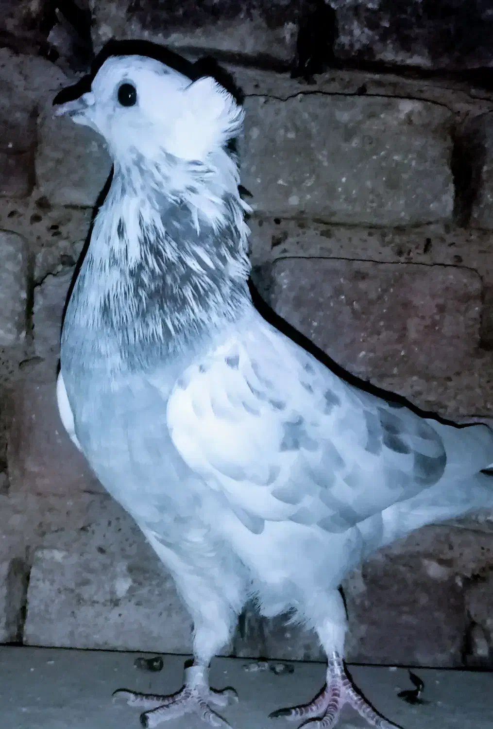 کبوتر گمشده|حیوانات|خمین, |دیوار