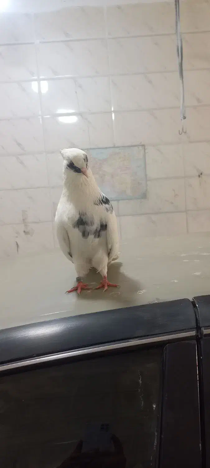 کبوتر نقابی|پرنده|کرمانشاه, |دیوار