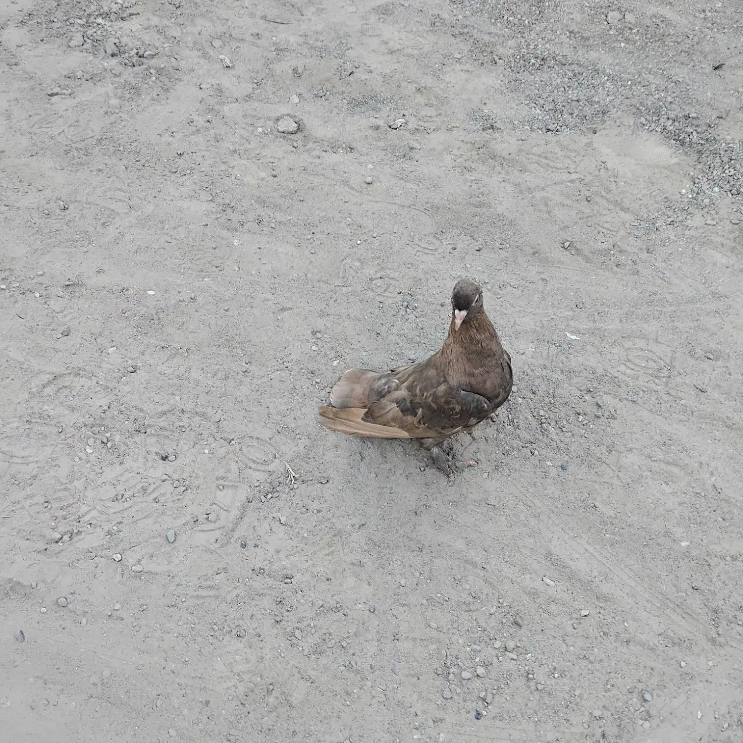 فروش کفتر درجایی|پرنده|میناب, |دیوار