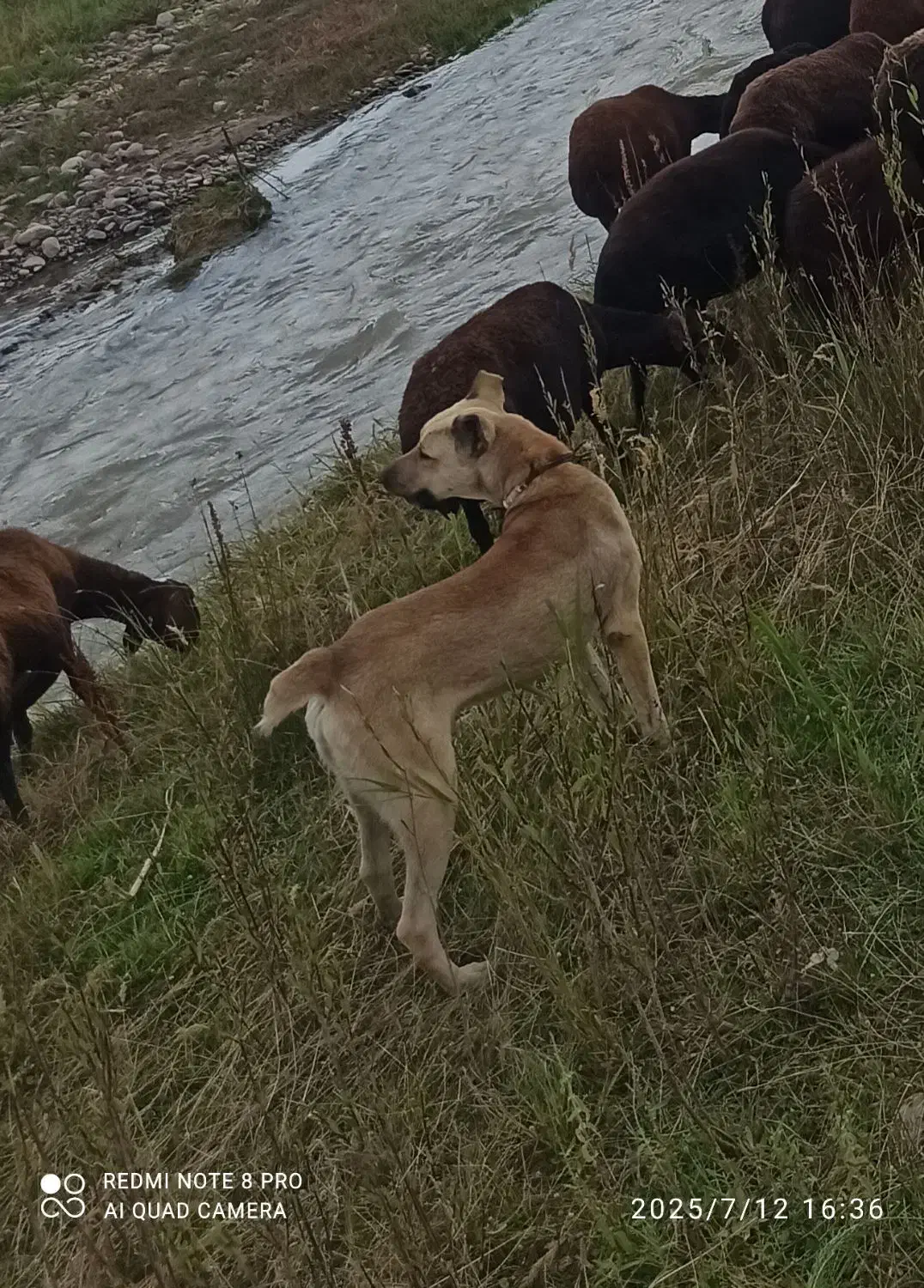 گمشده اگر کسی دیده لطفاً اطلاع دهید|سگ|هشترود, |دیوار