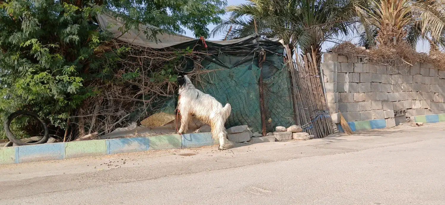 کهره|حیوانات مزرعه|شنبه و طسوج, |دیوار