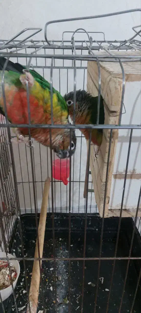 طوطی گیرینچیک جفت نر و ماده|پرنده|اسلام‌شهر, مظفریه|دیوار