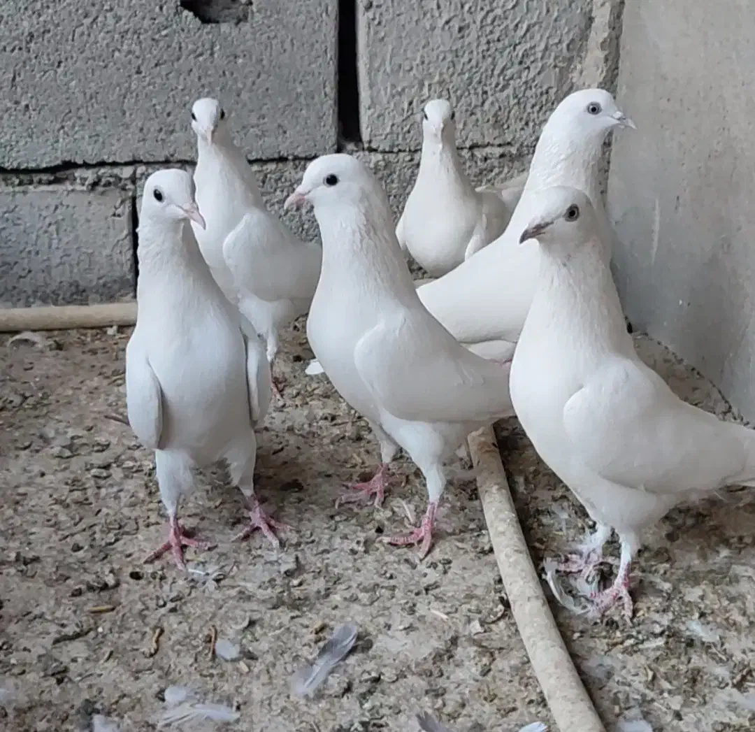 کبوتر پتی والا|پرنده|سراوان, |دیوار