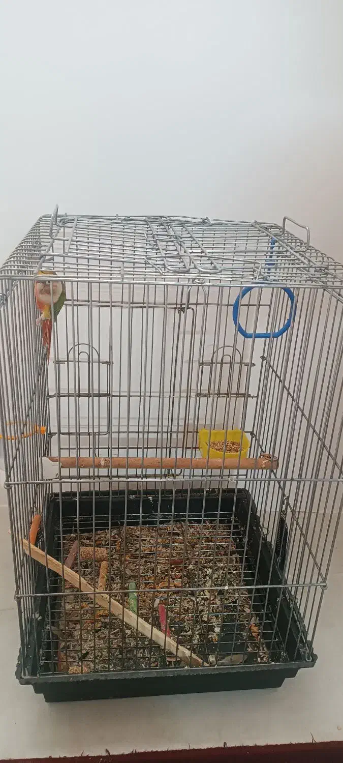 گرینچیک|پرنده|قم, باسکول|دیوار