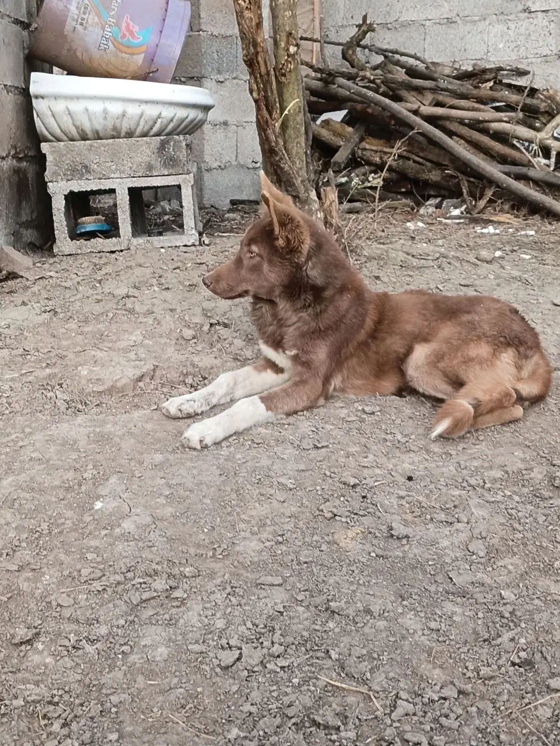 سگ آلابای|سگ|رشت, لاکان|دیوار