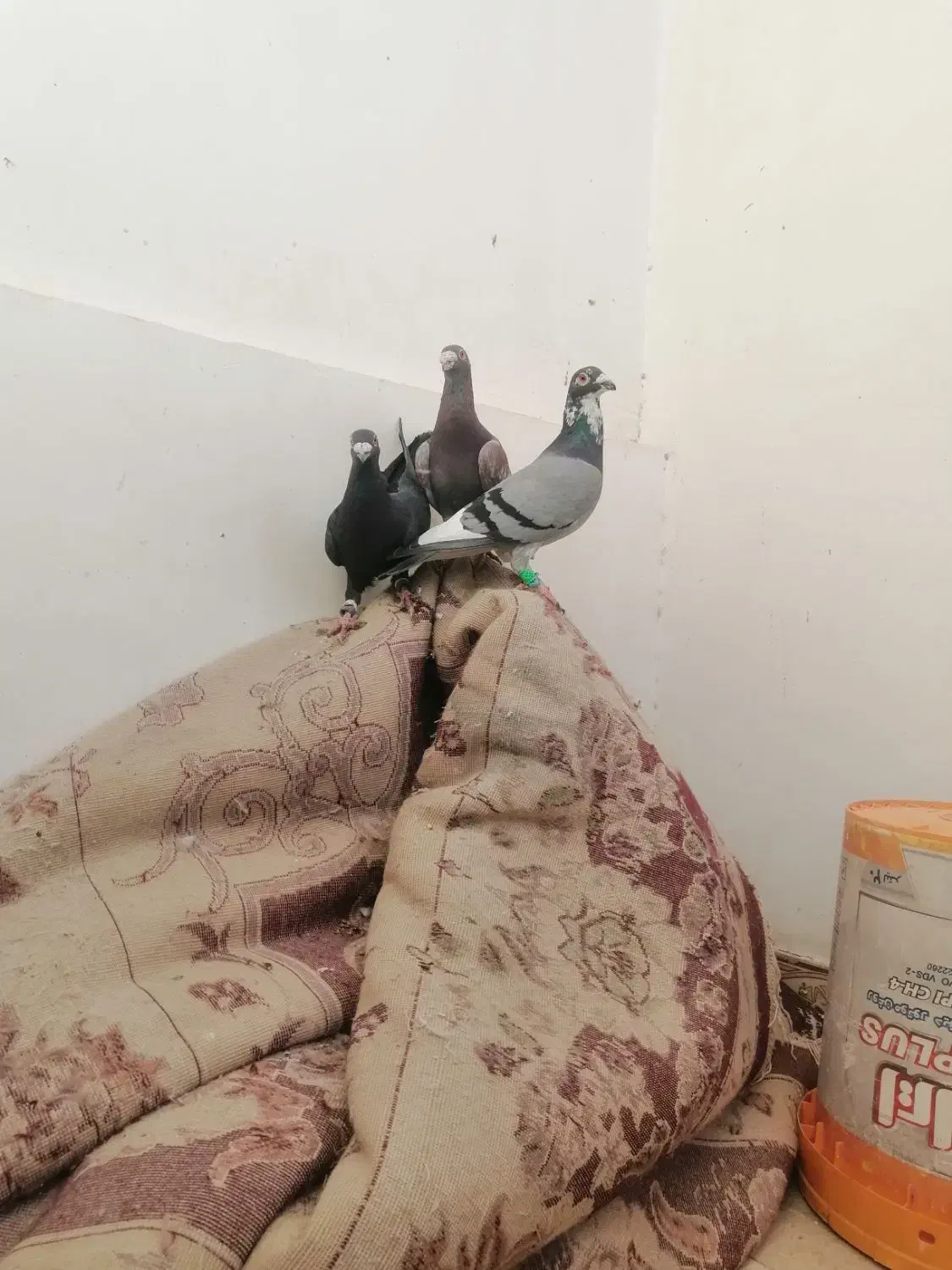 کفتر بی بوب|پرنده|تربت‌حیدریه, طالقانی|دیوار