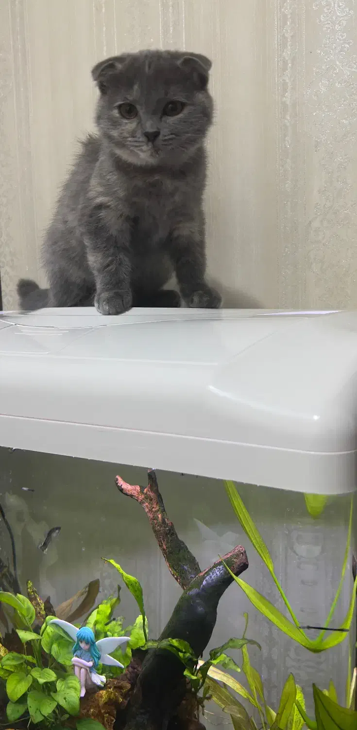 توله های اسکاتیش فولد|گربه|شیراز, معالی‌آباد|دیوار