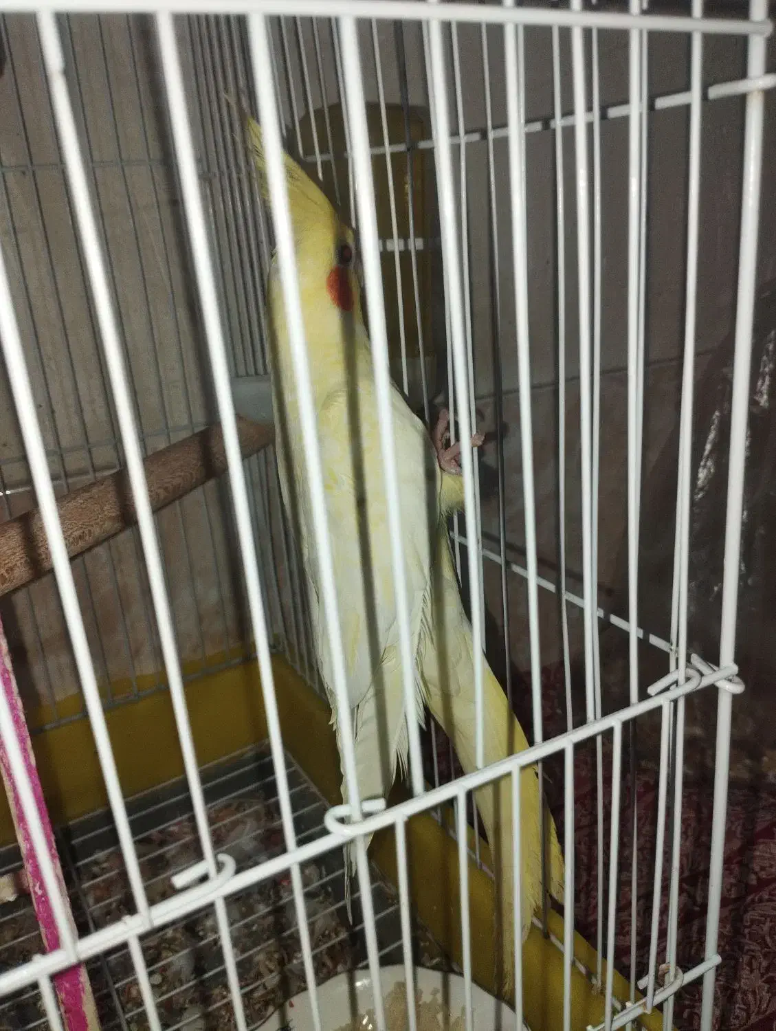 عروس چش شرابی|پرنده|میانه, |دیوار