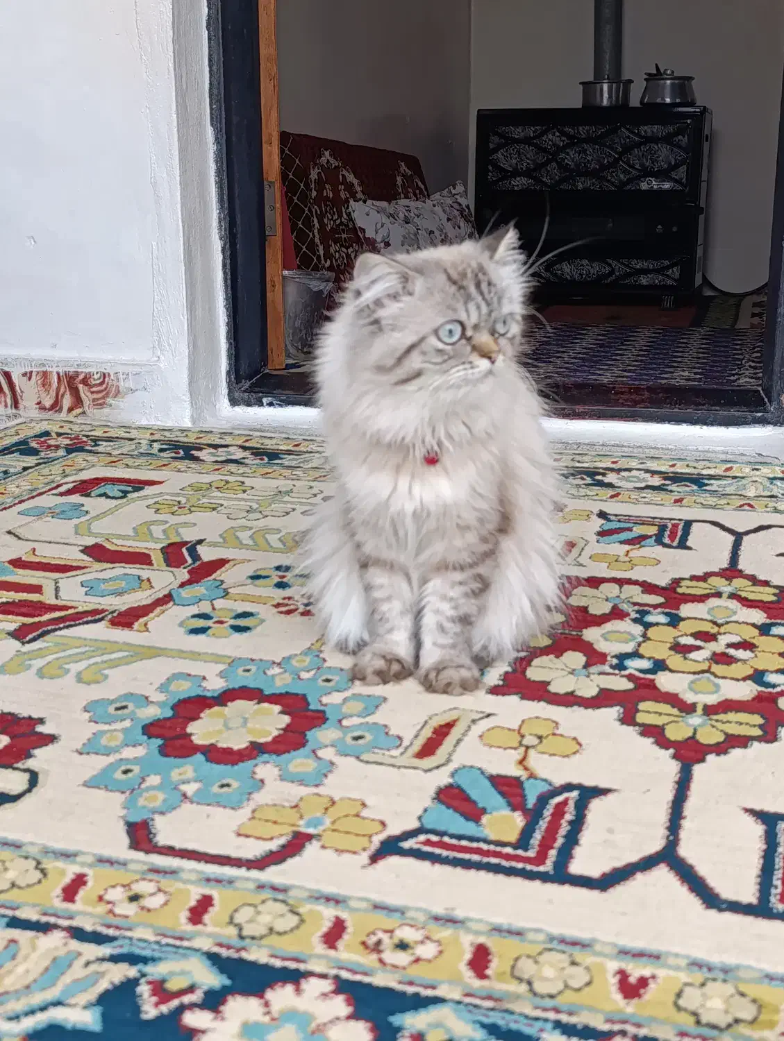 گربه پرشین|گربه|نور, |دیوار