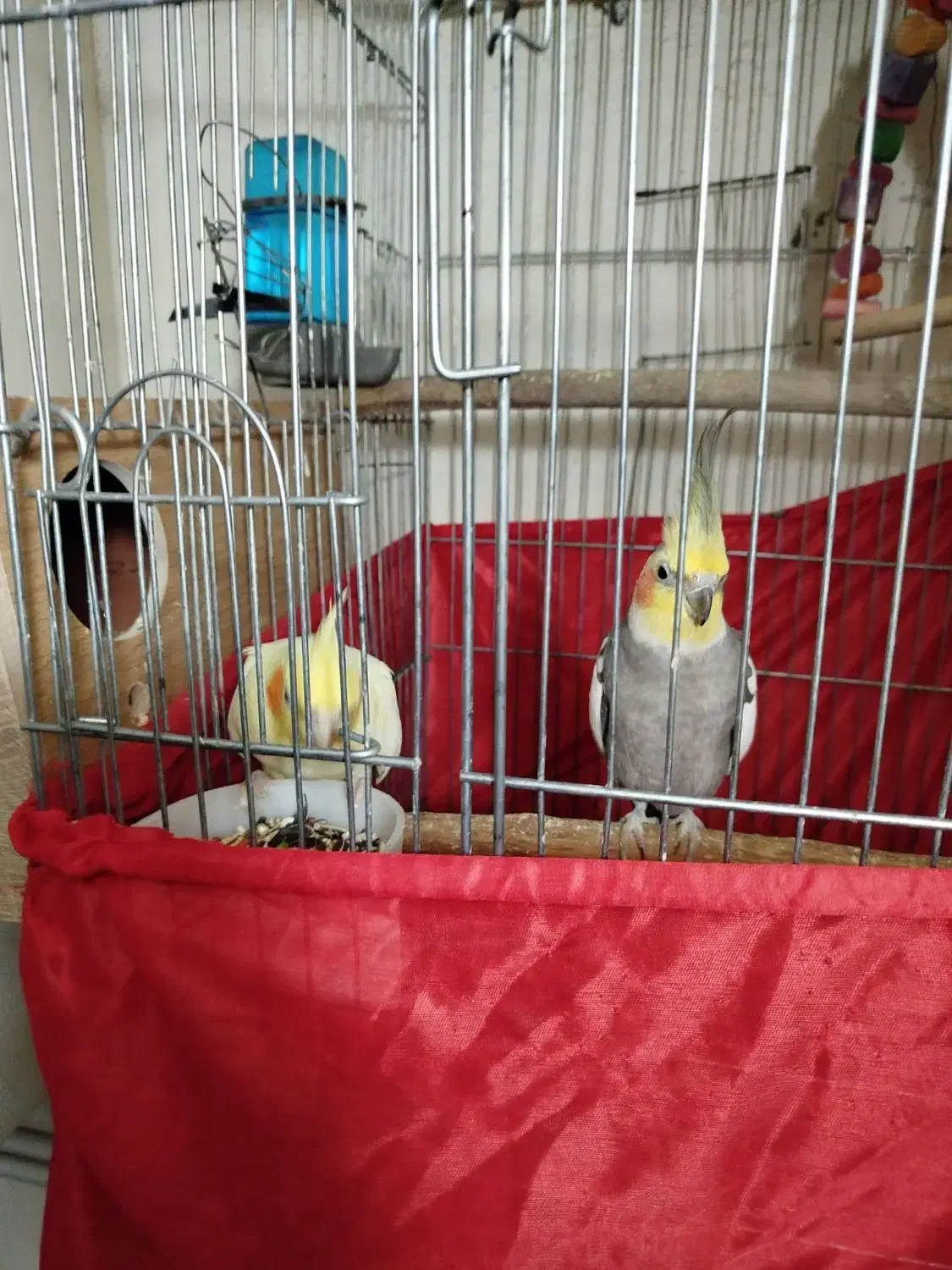 عروس هلندی|پرنده|سرپل ذهاب, |دیوار