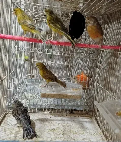قناری ماده،کوتوله،عروس،مرغ عشق|پرنده|مشهد, امین آباد|دیوار