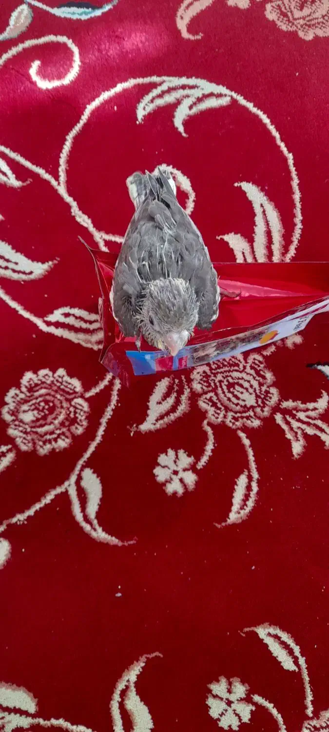 جوجه عروس هلندی فروشی|پرنده|آباده, |دیوار