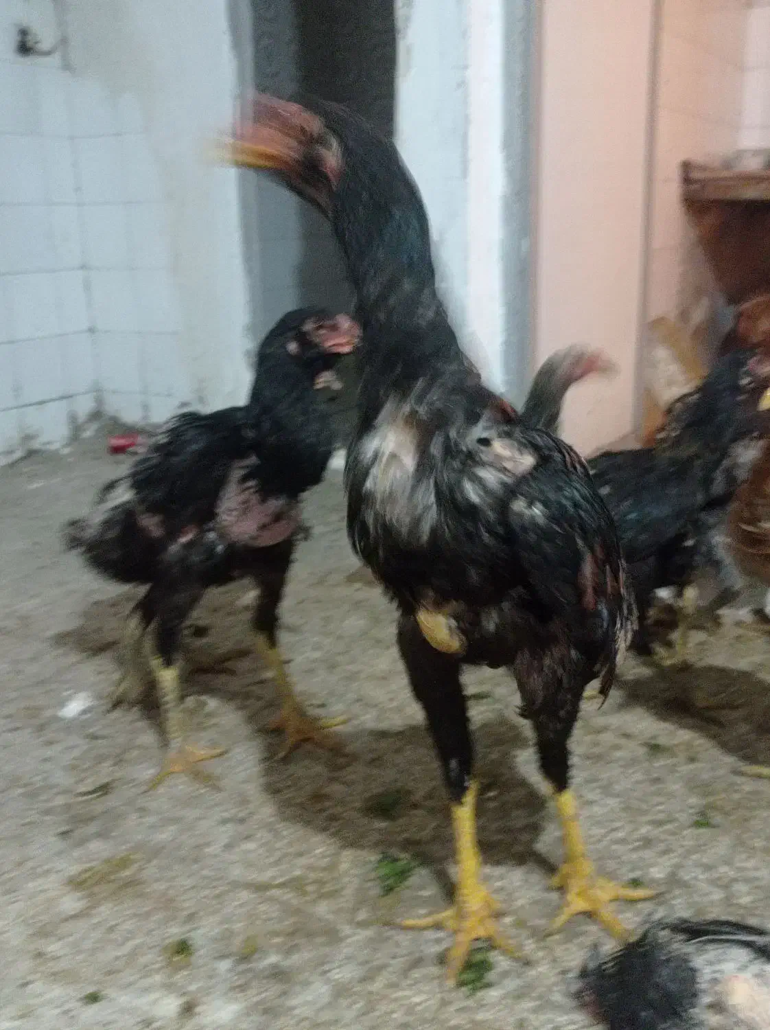 جوجه خروس لاری دنگ بالا|حیوانات مزرعه|تهران, دهم فروردین|دیوار