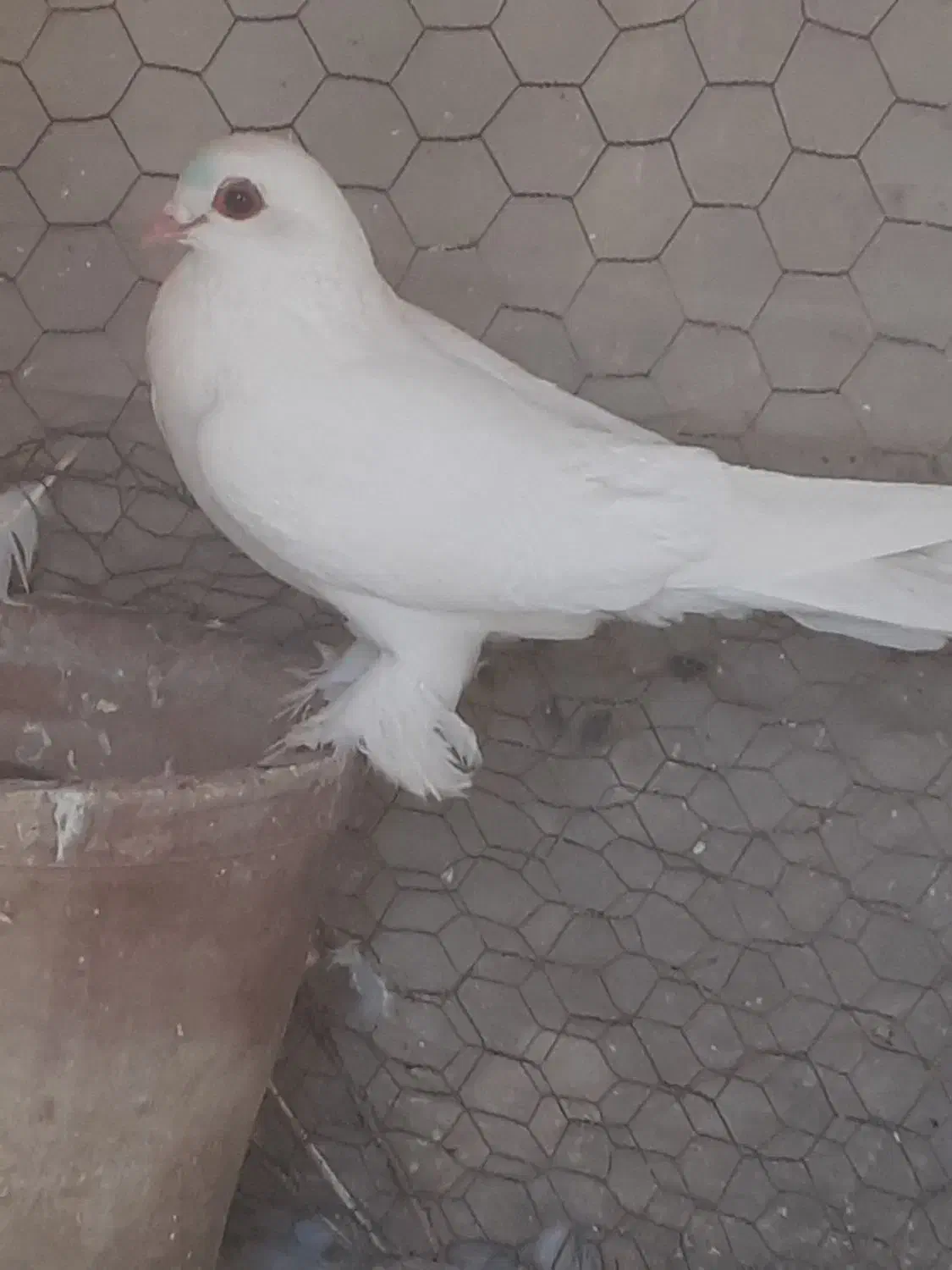 کبوتر|پرنده|باسمنج, |دیوار